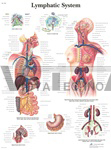 Lymphatic System - Anatomical Chart